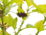 Thumbnail 172654 B