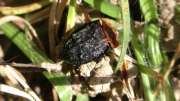 Thumbnail 172971 B
