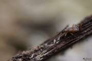 Thumbnail 174301 B