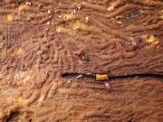 Thumbnail 174316 B