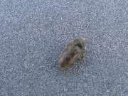 Thumbnail 174549 B