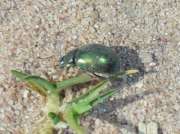 Thumbnail 174576 B