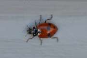 Thumbnail 174597 B