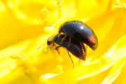 Thumbnail 176027 A