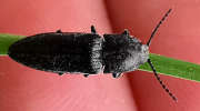 Thumbnail 176892 A