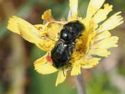 Thumbnail 177471 B