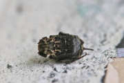 Thumbnail 177597
