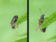 Thumbnail 178298 B