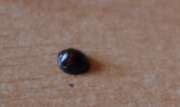Thumbnail 178475