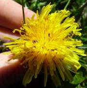 Thumbnail 178499 A