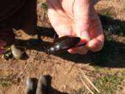Thumbnail 178982 A