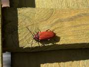 Thumbnail 178998 B