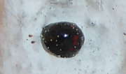 Thumbnail 179016 A
