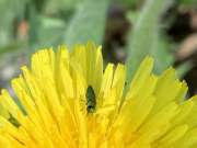 Thumbnail 179475 B