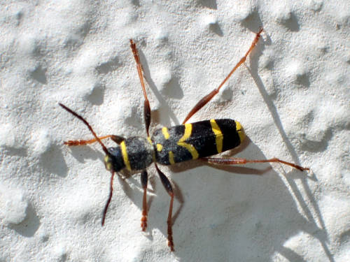 Userfoto