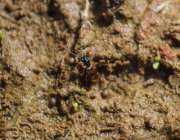 Thumbnail 181631 B