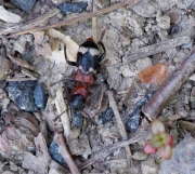 Thumbnail 182006