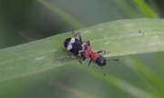 Thumbnail 184372 B