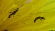 Thumbnail 184431 B