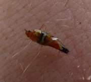Thumbnail 185910 B