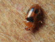 Thumbnail 186585 A