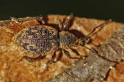 Thumbnail 186631 B