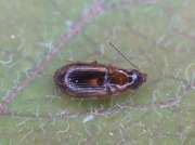 Thumbnail 186825 B