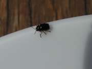 Thumbnail 187993