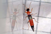 Thumbnail 188787