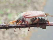 Thumbnail 189046 B