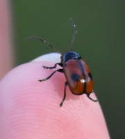 Thumbnail 189603 B