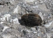 Thumbnail 190195 B