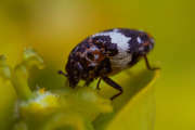 Thumbnail 191246 B