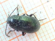 Thumbnail 191271 B