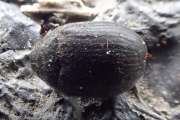 Thumbnail 191824 A
