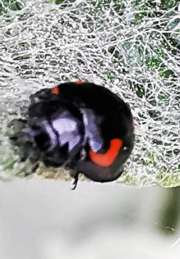 Thumbnail 192735 C