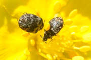 Thumbnail 193828 B