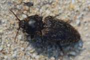 Thumbnail 194303 A