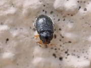 Thumbnail 195828 A
