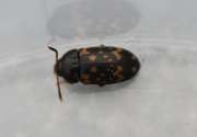 Thumbnail 196576 B