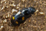 Thumbnail 196586 A