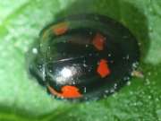 Thumbnail 197023 A