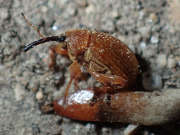 Thumbnail 197574 B