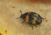 Thumbnail 197807 B