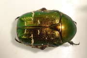 Thumbnail 198618 A