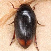 Eucinetidae
