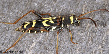 Clytus tropicus
