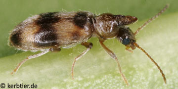 Notoxus trifasciatus
