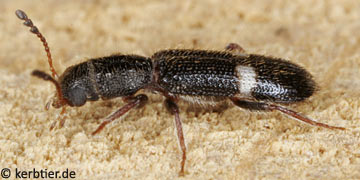 Tarsostenus univittatus