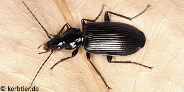Limodromus longiventris